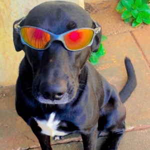O cachorro do Zilio tá mal